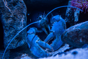 Crab at home