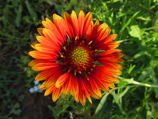 Closeup orange flower. Nature background. Organic texture