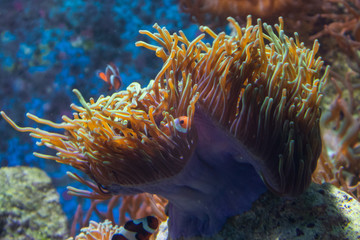 Clownfish in reef