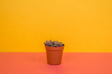 The cactus stands in a pot on a yellow background