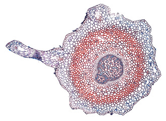 selago stem - cross section cut under the microscope – microscopic view of plant cells for...