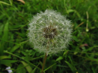 Organic texture: Dandelion against green background