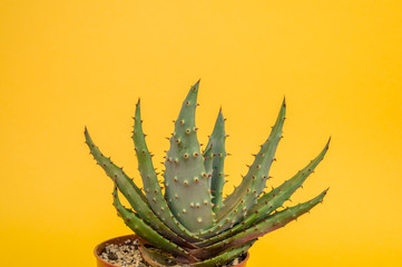 Cactus aloe on a yellow background