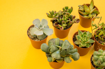 lot of cactus stands in pot on a yellow background