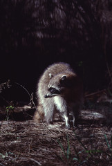 North American Raccoon (Procyon lotor)