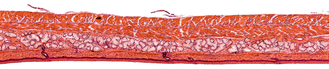 stratified squamous epithelium - cross section cut under the microscope – microscopic view of...
