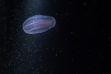 Ctenophora - jellyfish.