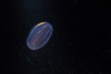 Ctenophora - jellyfish.
