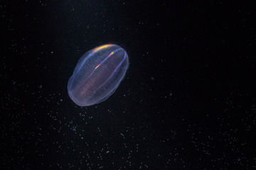 Ctenophora - jellyfish.