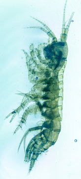 Grammarus oceanicus. Worm from the Arctic sea.