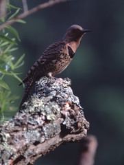 Northern Flicker (Colaptes Auratus)
