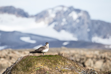 Parasitic jaeger. Stercorarius parasiticus.