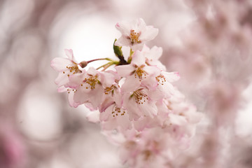 Cherry blossom 