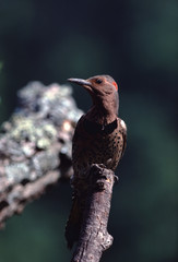 Northern Flicker (Colaptes Auratus)