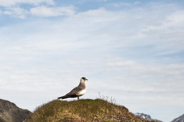 Parasitic jaeger. Stercorarius parasiticus.