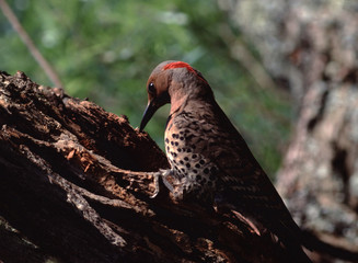 Northern Flicker (Colaptes Auratus)