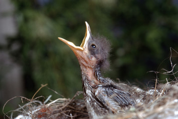 Northern Mockingbird baby in bird nest (Mimus Polyglottos)