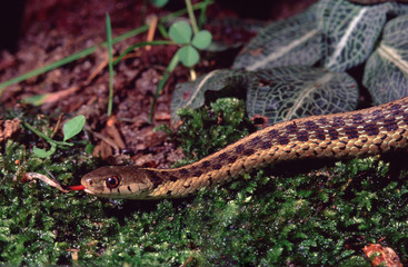 Northwestern Garter Snake (Thamnophis Ordinoides)