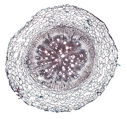 sunflower root - cross section cut under the microscope – microscopic view of plant cells for...