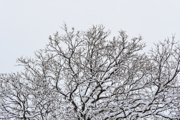 Winter tree
