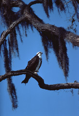 Osprey (Pandion Haliaetus)