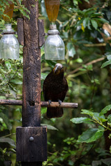 Kea parrot perched under a water feeder in New Zealand
