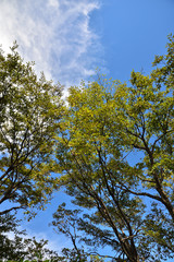 Tree and Sky