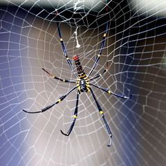 Spider Weaving Cob Web in the Wild