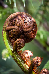 New Zealand Fern unfurling 2