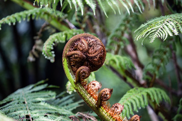 New Zealand Fern unfurling