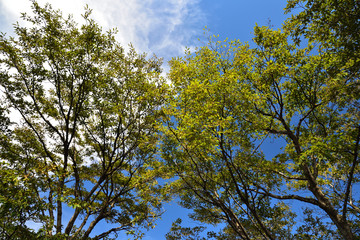 Tree and Sky