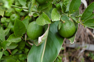 A Pair of Ripe Limes