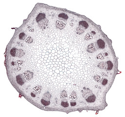 sunflower stem - cross section cut under the microscope – microscopic view of plant cells for...