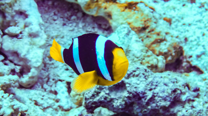 Fototapeta na wymiar Nemo, clownfish over an anemone, Maldives.