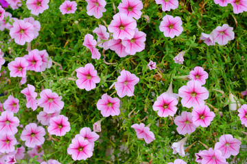 Pink flowers The flower is small. Hang up to decorate the garden.