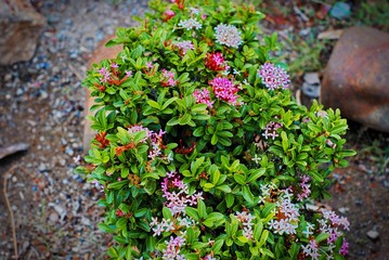 ixora plant or spike flower in the garden
