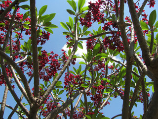 Lindas Flores Vermelhas 