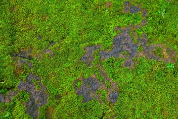 Green moss texture in nature green moss on stone background. 