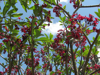 Lindas Flores Vermelhas 