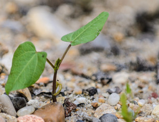 young plant in soil