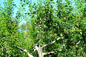 北海道、札幌のリンゴ園の風景