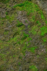 Green moss texture in nature green moss on stone background. 