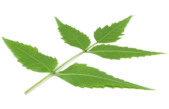 Medicinal herbal Neem leaves have properties of medicine