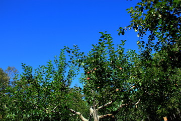 北海道、札幌のリンゴ園の風景