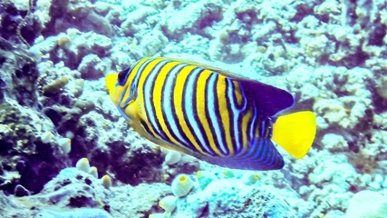Regal angelfish in the coral reef, Maldives.