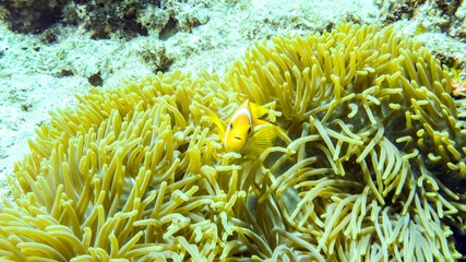 Fototapeta na wymiar Anemonefish hiding in its anemone, Maldives.