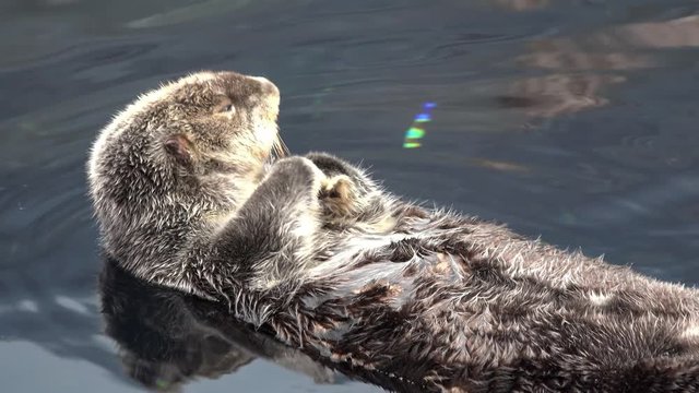 Kalan Sea otter in water