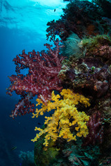 Plakat Soft Coral
