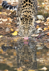 Amur Leopard © Chris