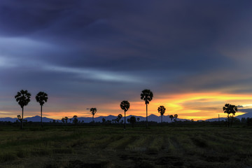 Fototapeta na wymiar palm tree at twilight